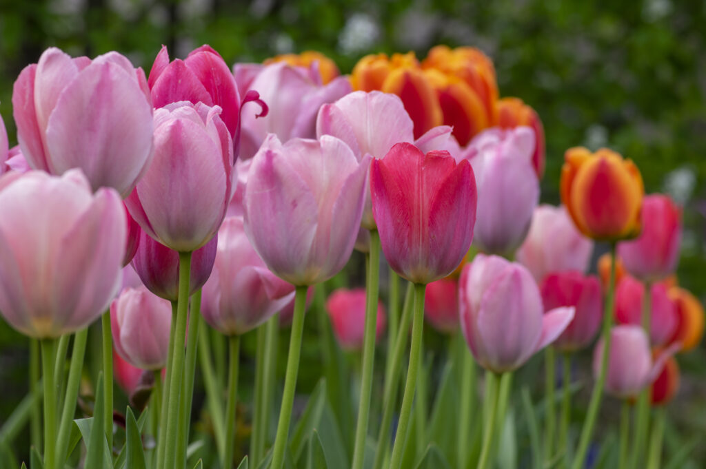 Amazing garden field with tulips of various bright rainbow color petals, beautiful bouquet of colors in daylight in ornamental garden