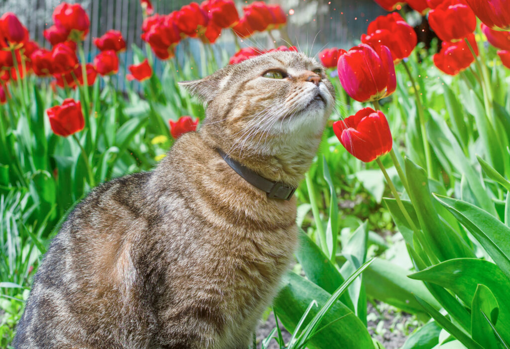 cute cat sniffing tulip flowers, on a warm afternoon, close-up