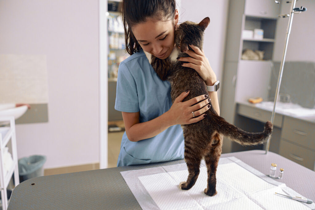 Veterinarian trainee in uniform embraces adorable tabby cat in modern clinic office
