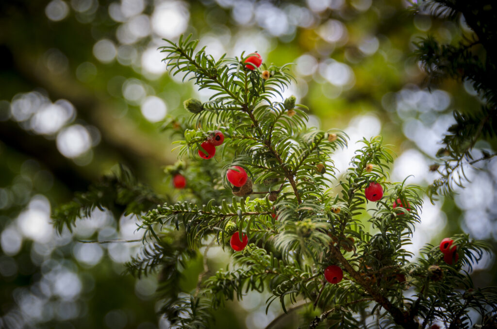 A branch of a yew tree with red berries attached
