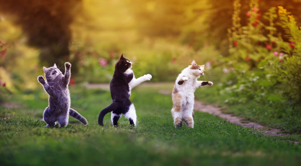 three agile cats in the summer in a sunny meadow they play on the green grass and stand funny dancing on their hind legs on the grass