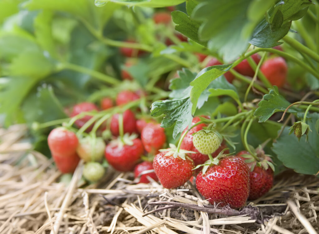 Closeup of fresh organic strawberries growing on the vine