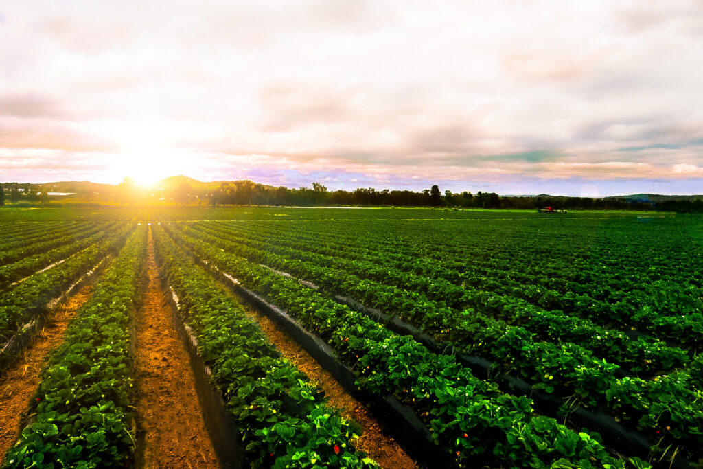 sunrise strawberry farm landscape agricultural agriculture