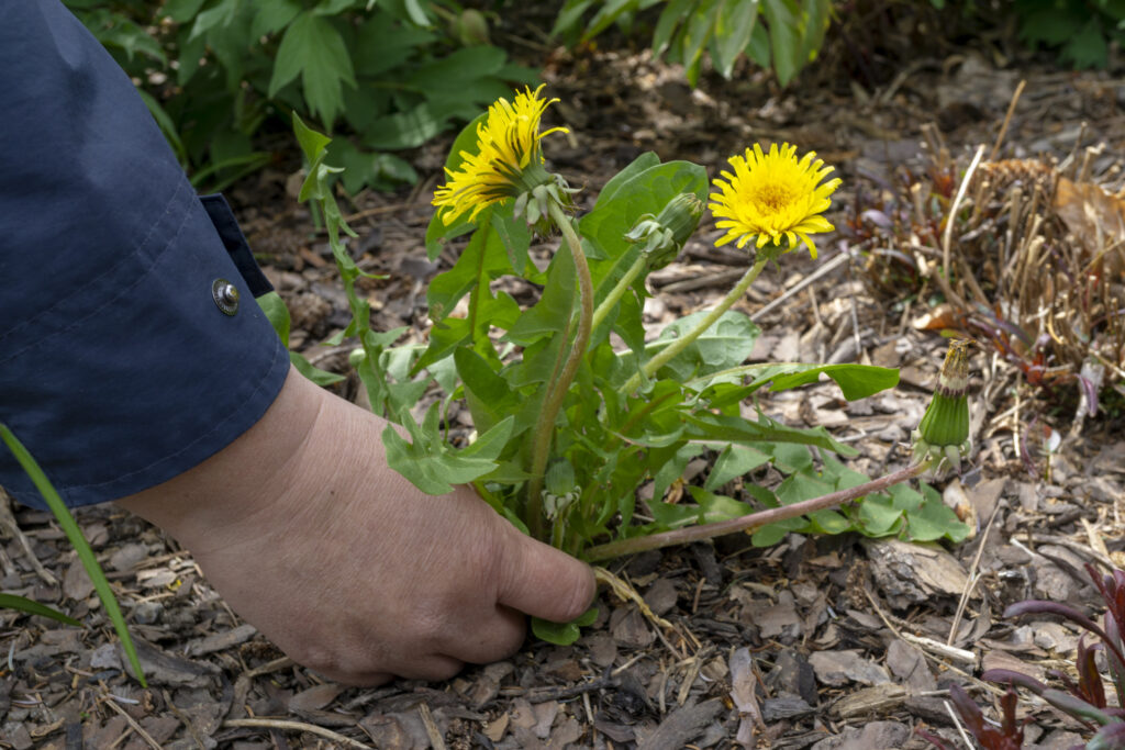 emale Hands Pull Out Weeds From Ground Garden.