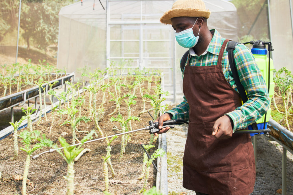 A black man is spraying pesticides on a vegetable plot.