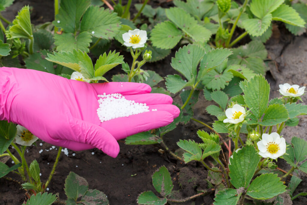 Farmer hand giving chemical fertilizer to young strawberry plants