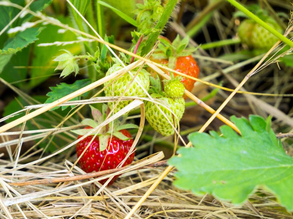 Growing garden strawberries on a straw bed