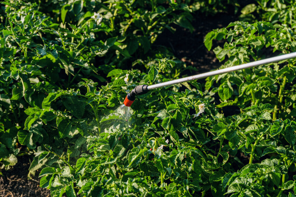 Spraying potatoes with poison against colorado potato beetle