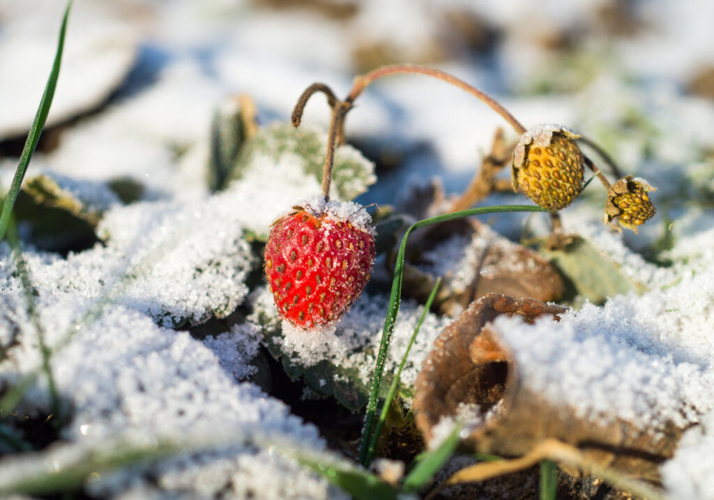 Strawberries in the snow. Close up