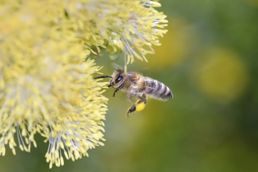 Bee - Apis mellifera - pollinates a blossom of the common meadow-rue, also known as poor man's rhubarb or yellow meadow-rue - Thalictrum flavum