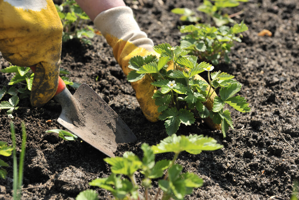 Planting young Strawberry plants