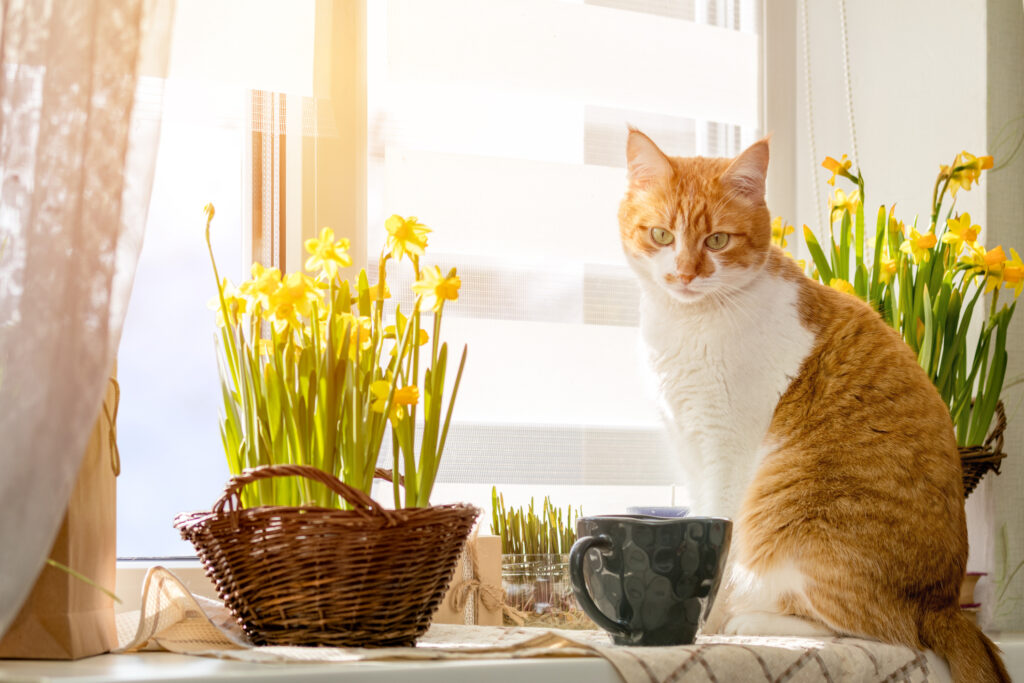 Morning sunlight on the red cat. Cute funny red-white cat on the windowsill with blossom yellow daffodils, close up.
