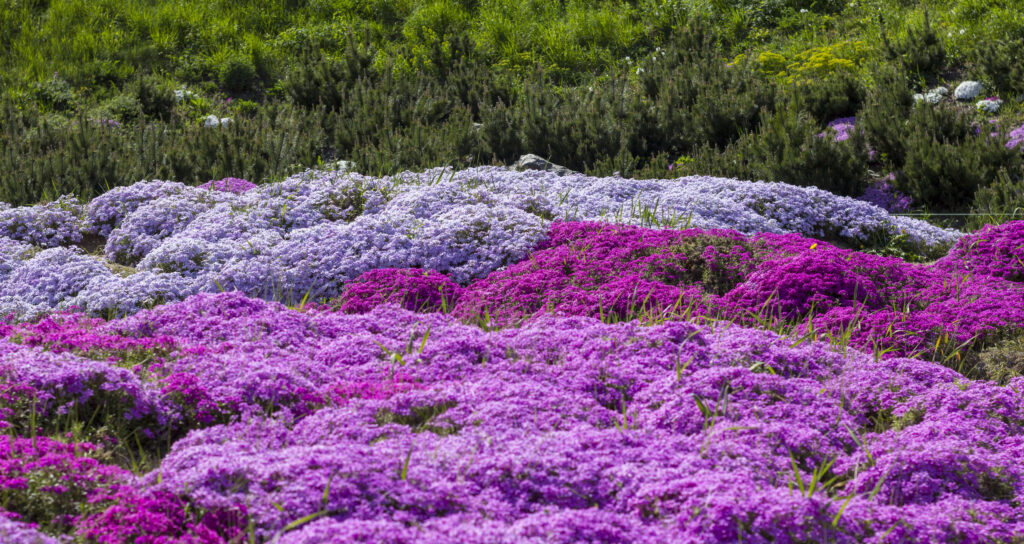 Field of phlox flowers