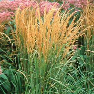 Karl Foerster Feather Reed Grass growing next to other types of grasses and pink flowers