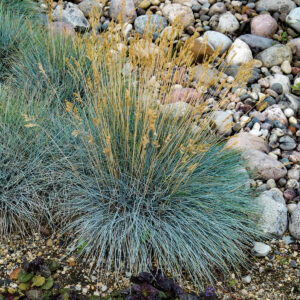 Elijah Blue Fescue Grass next to a wall of rocks
