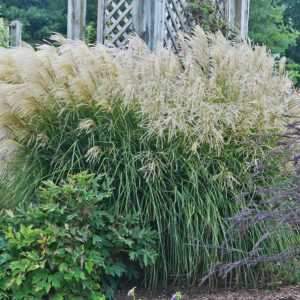 Huron Sunrise Grass growing next to small green plants