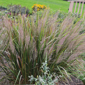 Korean Feather Reed Grass growing in a small garden