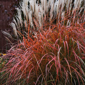 Fire Dragon Maiden Grass beautiful red and fuzzy white blooms