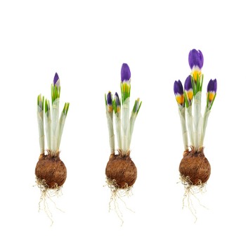 3 Color Crocus bulb to blooming flower