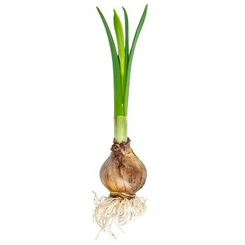 Daffodil Bulb And Root