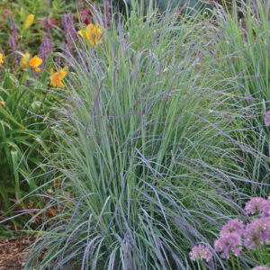 Little Bluestem Twilight Zone Grass growing next to small yellow and purple flowers