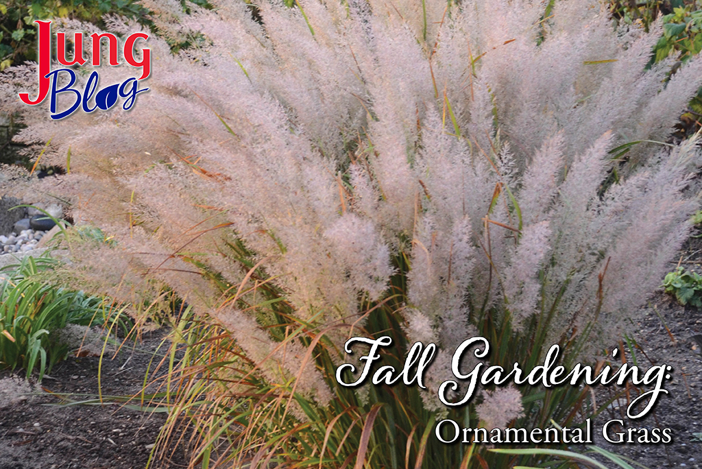 Fall Gardening Ornamental Grass Jung Blog article