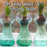 An Easy Guide to Forcing Bulbs