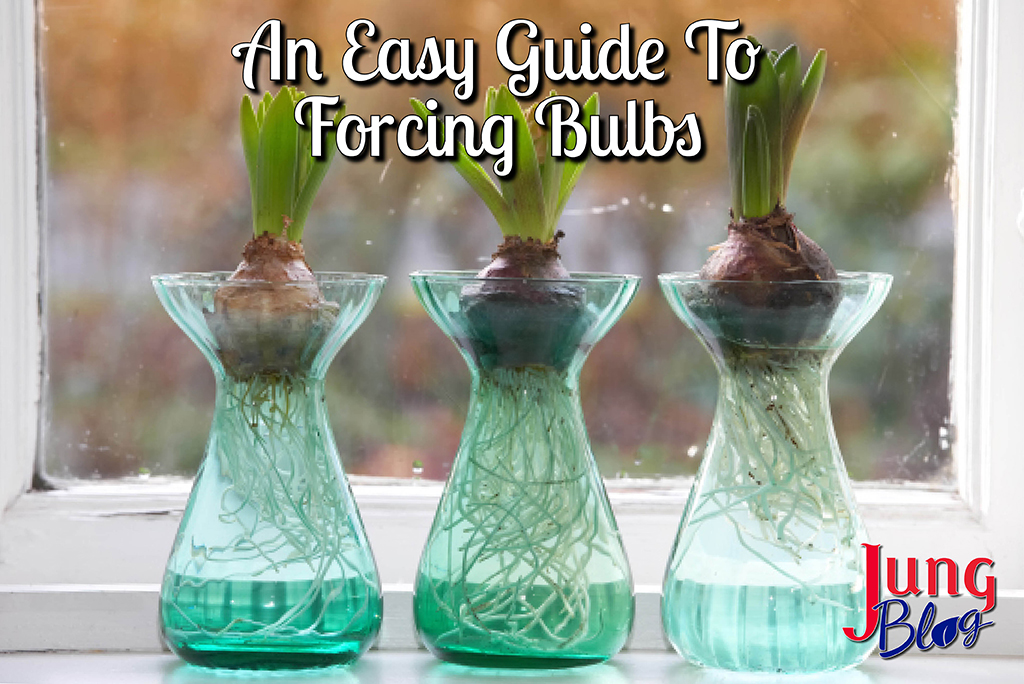 An Easy Guide to Forcing Bulbs