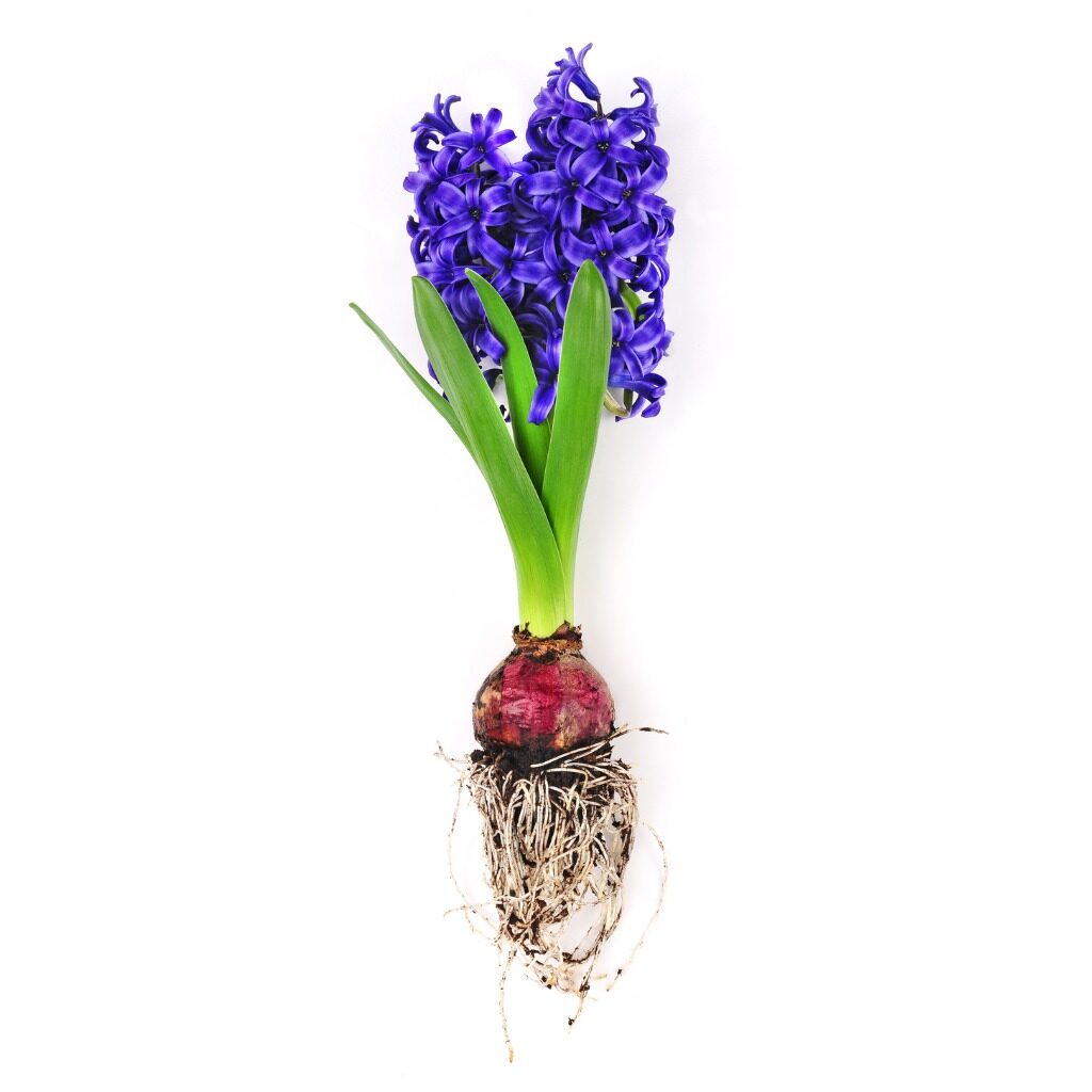 Hyacinth Bulb