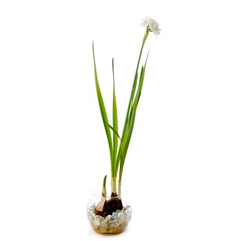 Paperwhite Narcissus Bulb