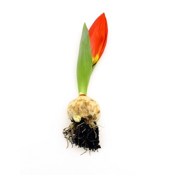 Tulip Bulb