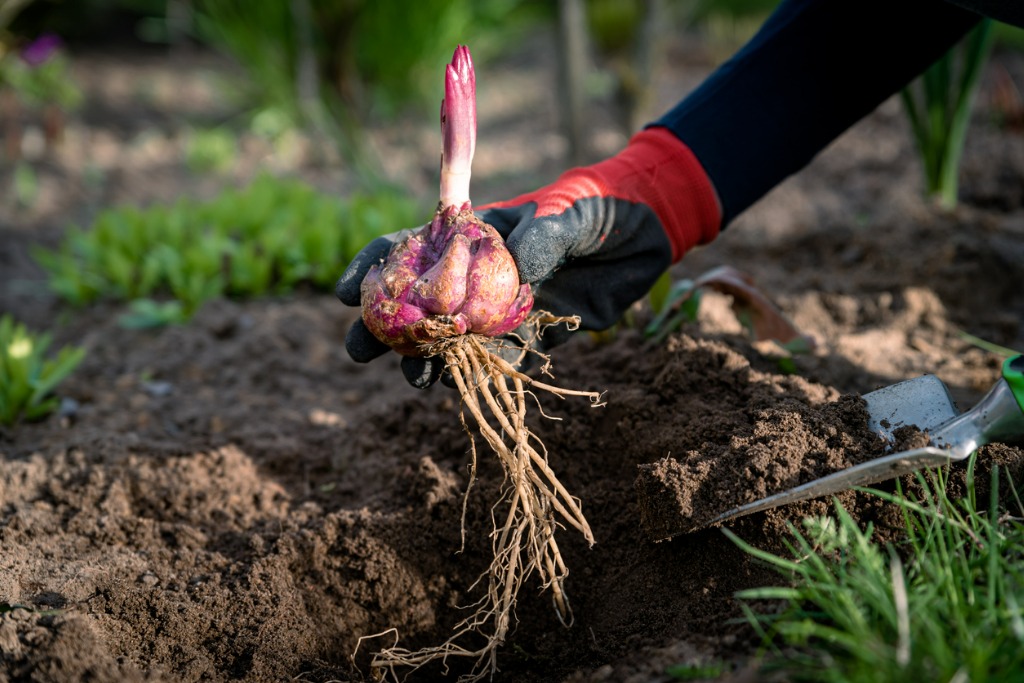 When Should I Plant Bulbs