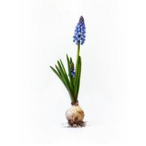 Grape Hyacinth Bulb