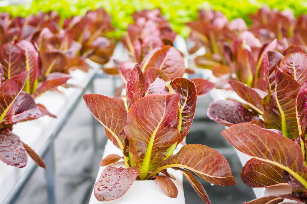 Fresh organic red leaves lettuce salad plant in aquaponic vegetables farm system