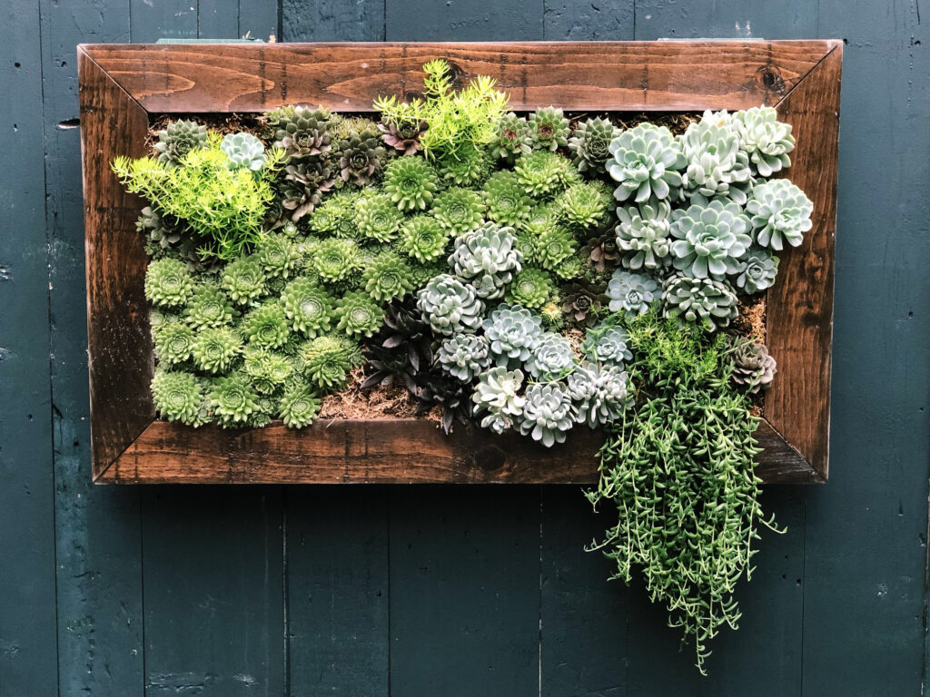 Wooden box container of succulents mounted on wooden wall in lush New England coastal garden.