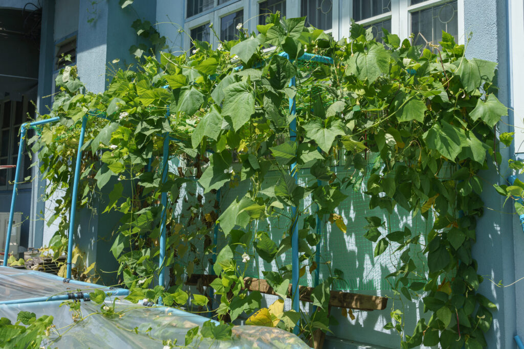 The arbor of the winged bean tree is made of PVC pipes.