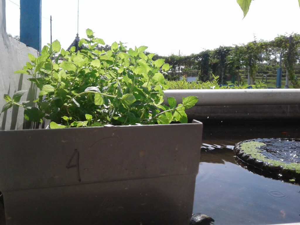 Fresh mint in a box with aquaponic gardening