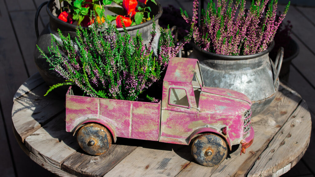 Pink heather blossom in decorative vintage car truck, garden decoration