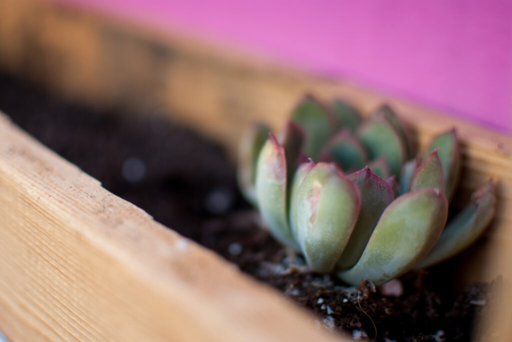 single succulent in pallet garden with pink background