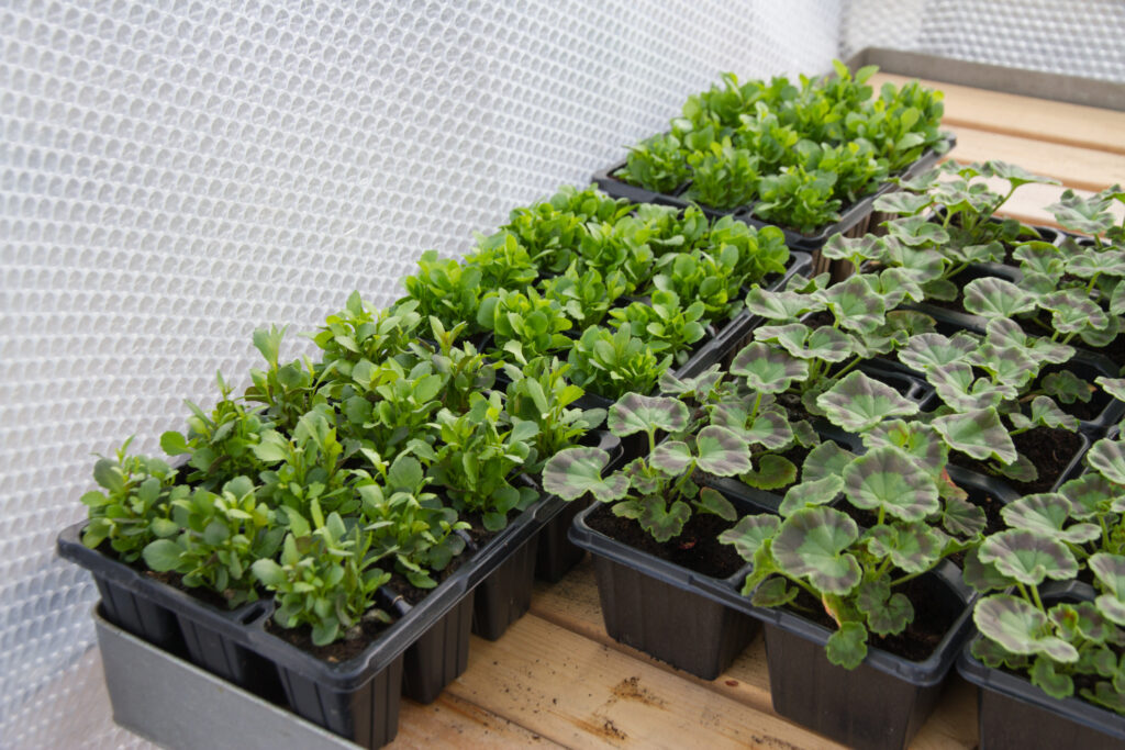 Bubble wrap on the sides of a green house