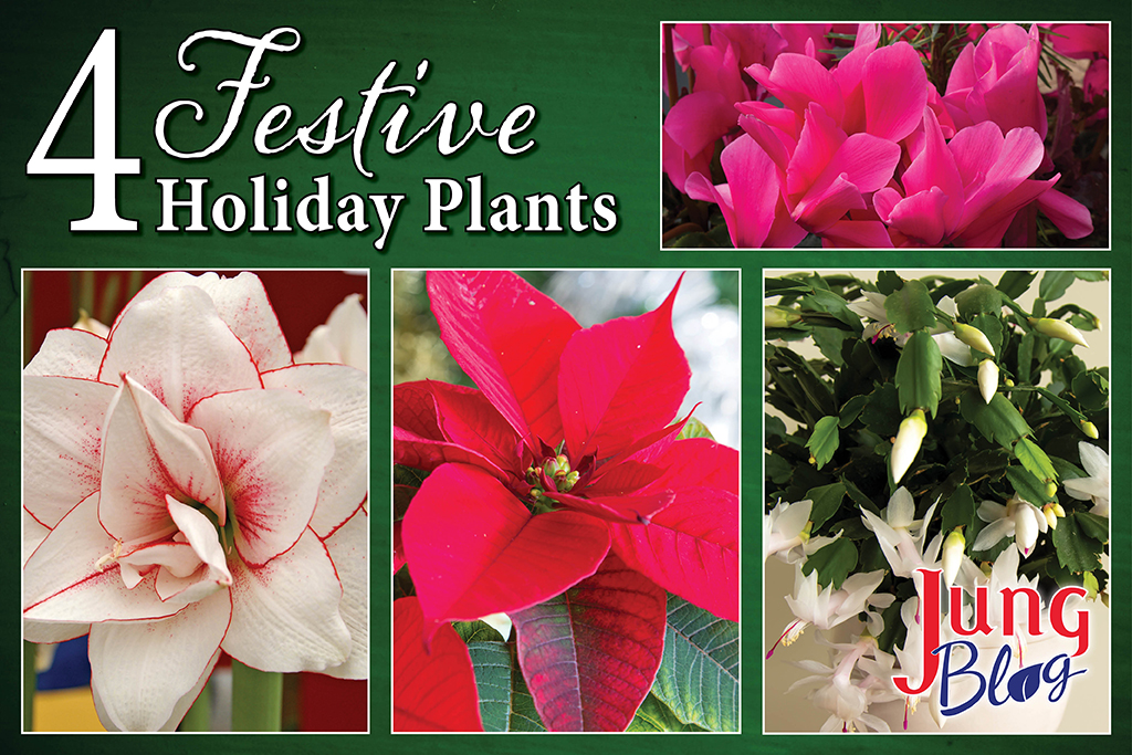 4 Festive Holiday Plants