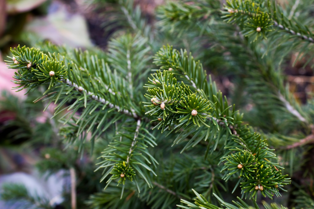 Evergreen Tree