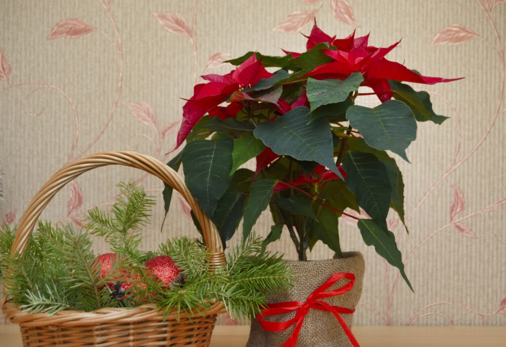 Christmas. Basket with decorations and the poinsettia