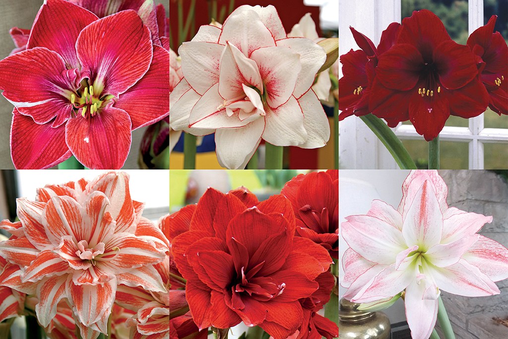 Amaryllis varieties