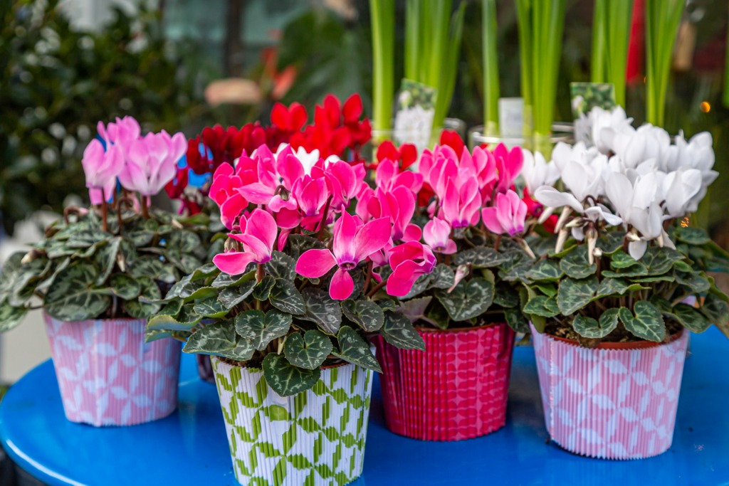 Cyclamen Plants Red White Pink