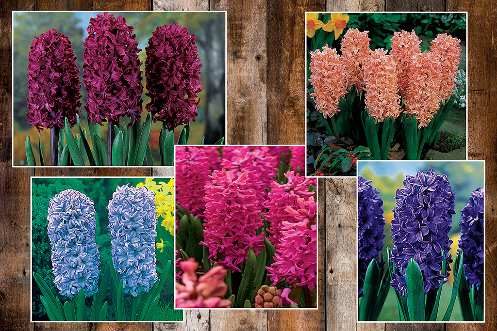 Hyacinth varieties