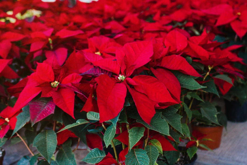 Red Christmas Poinsettias Flowers