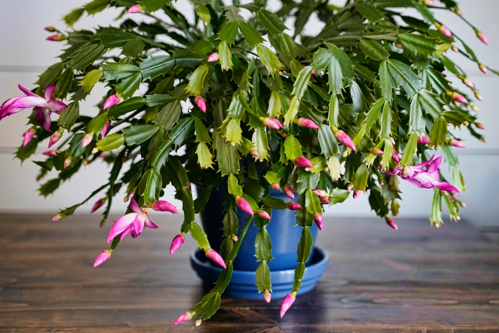 Thanksgiving Cactus