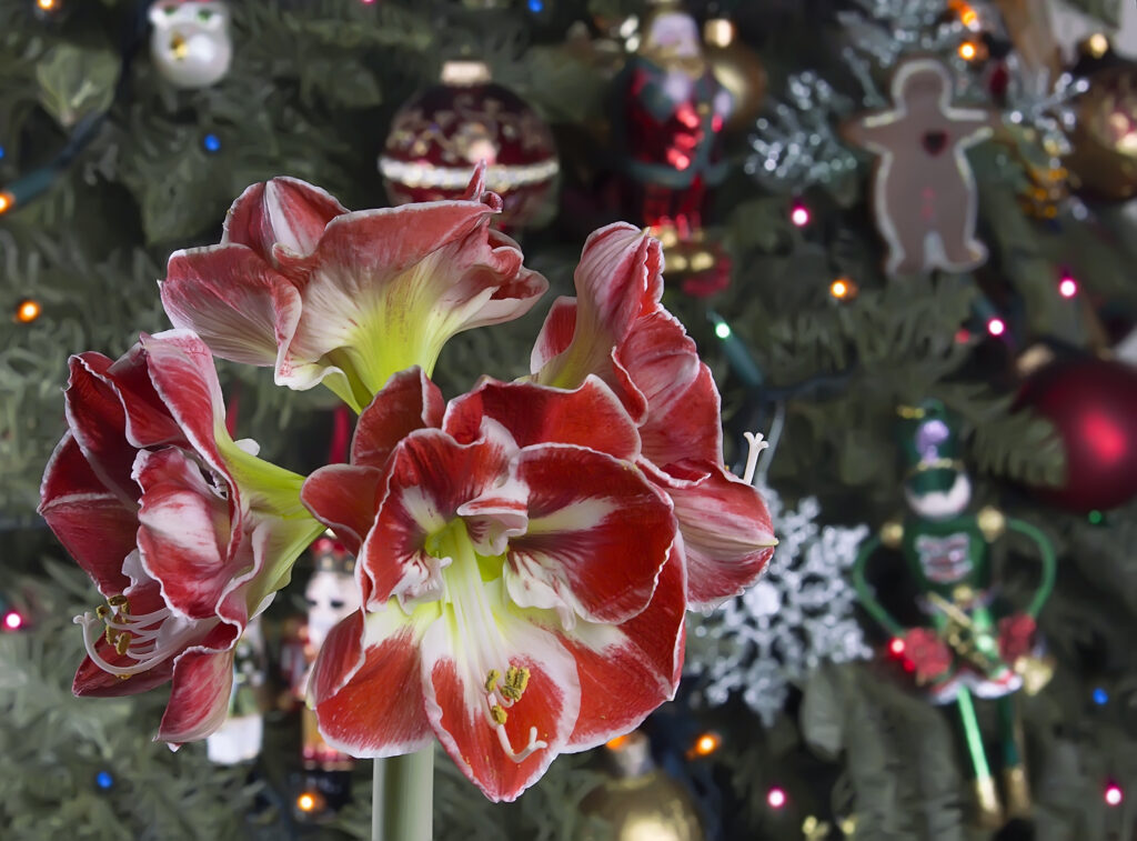 Closeup of red amaryllis on Christmas tree background.