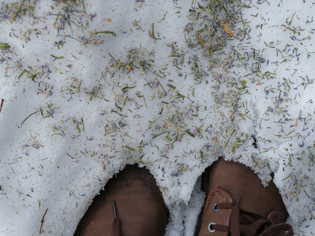 Winter Boots In The Snow Snow Is Covered With Dry Lavender